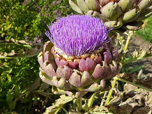 istock Purple Cactus Flower 2213237386