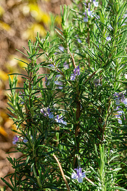 istock Blooming rosemary in the spring garden 2213240332