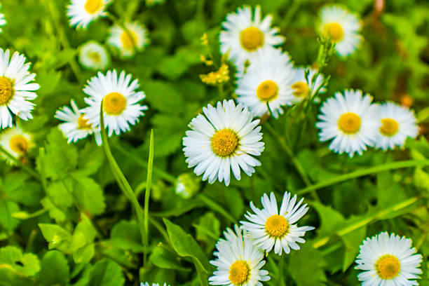 Close up of common daisy or lawn daisy (bellis perennis)
