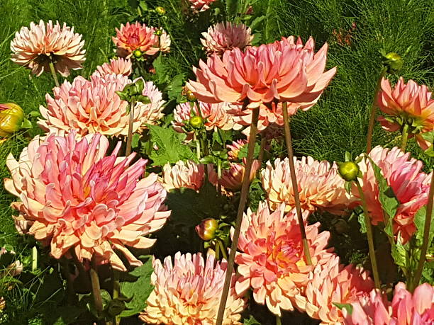 istock Pink dahlia flowers 2213242023