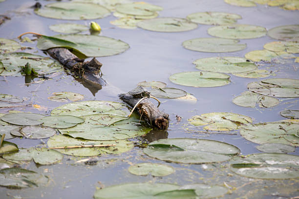 istock A turtle chilling on a log on a river in Ontario, Canada. 2213245856