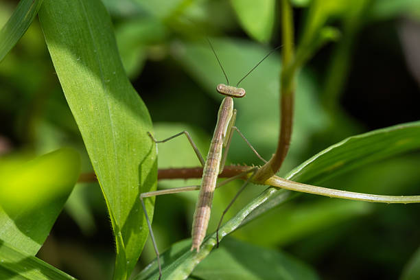 istock A Chinese Mantis nymph makes its way through the greenery. 2213247693