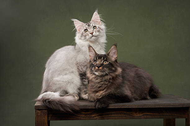 istock Maine Coon Kittens Posing Together on a Wooden Table 2213248096