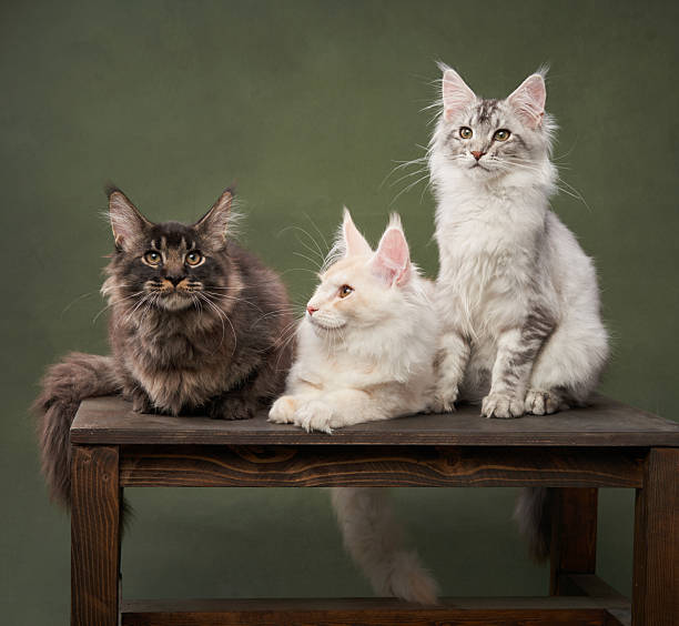 istock Three Maine Coon Kittens Sitting on a Wooden Platform 2213248097