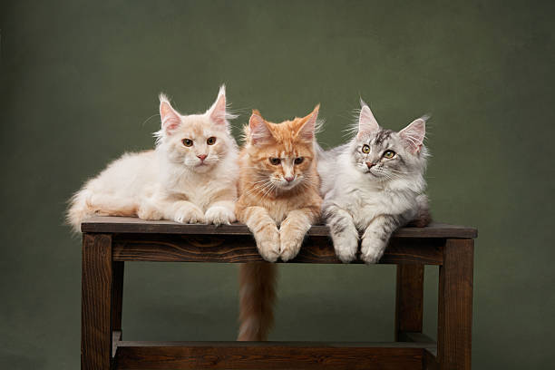 istock Three Maine Coon Kittens Sitting on Wooden Table 2213248100