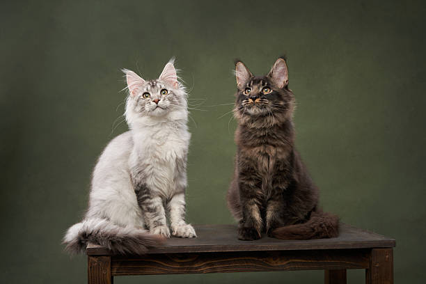 istock Two Maine Coon Cats Sitting on a Wooden Platform 2213248101