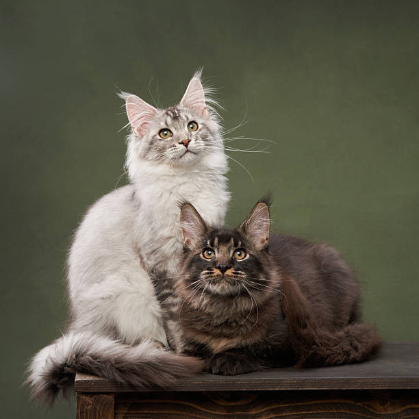 istock Maine Coon Cats Posing Together on Wooden Platform 2213248105