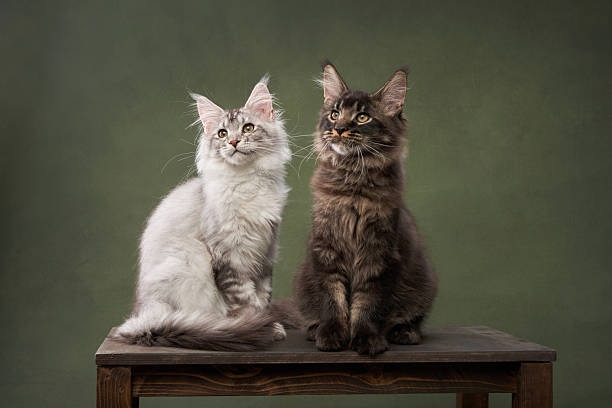 istock White and Brown Maine Coon Kittens on Wooden Surface 2213248106