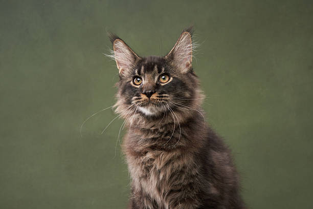 istock Maine Coon Cat Sitting on Green Background 2213248108