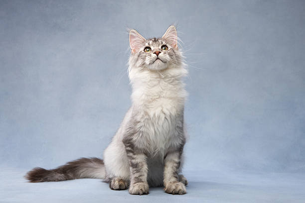 istock Silver Maine Coon Kitten Sitting on Blue Backdrop 2213248116