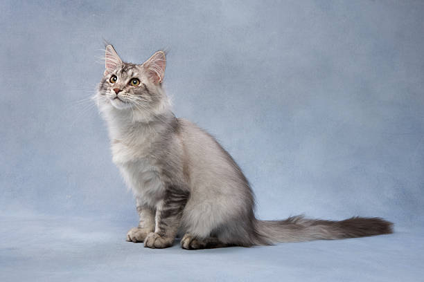 istock Silver Maine Coon Kitten Sitting Gracefully 2213248122