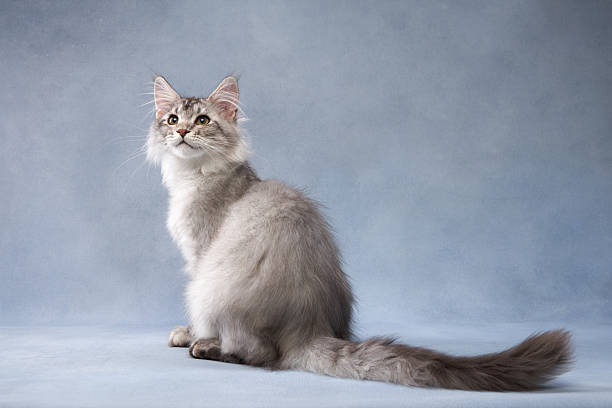 istock Silver Maine Coon Kitten Sitting on Blue Backdrop 2213248128