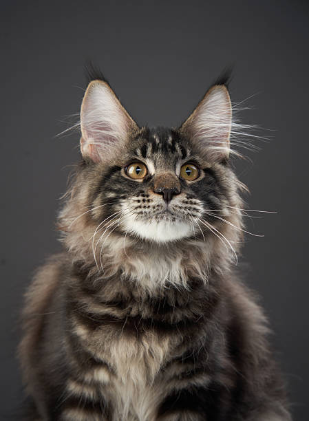 istock Maine Coon Cat Sitting with a Playful Expression 2213248130
