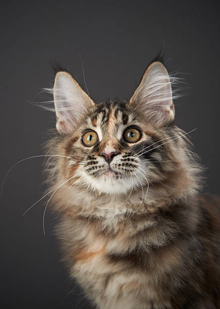 istock Maine Coon Cat Looking Up with Curious Eyes 2213248134