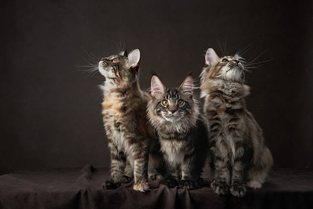 istock Three Maine Coon Kittens on a Dark Background 2213248140