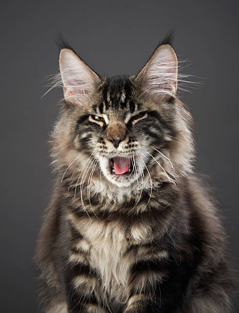 A Maine Coon cat meows with its mouth wide open, showing sharp teeth. Its fluffy fur contrasts against the dark background.
