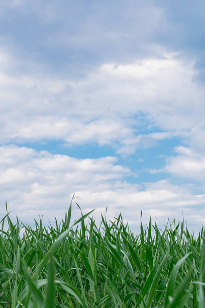 A low-angle perspective showcases vibrant green grass in the foreground, reaching towards a bright blue sky. Fluffy white clouds scatter across the upper portion of the scene, creating a serene backdrop. The composition emphasizes simplicity and the tranquil beauty of nature.