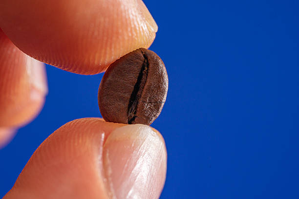 istock macrophotography of arabica coffee bean held between fingers 2213257236