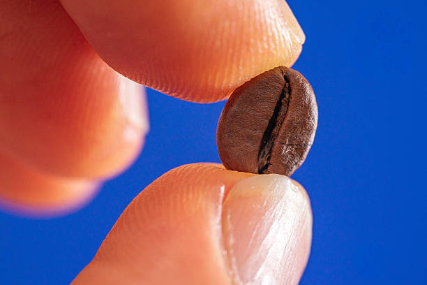 istock macrophotography of arabica coffee bean held between fingers 2213257240