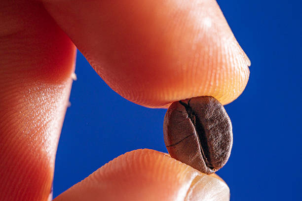 istock macrophotography of arabica coffee bean held between fingers 2213257266