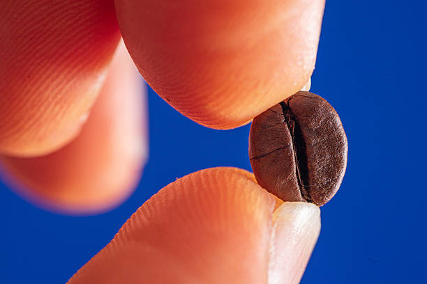 istock macrophotography of arabica coffee bean held between fingers 2213257267