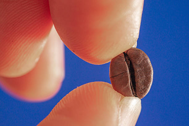 istock macrophotography of arabica coffee bean held between fingers 2213257268