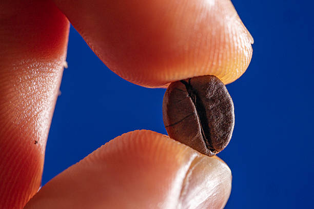 istock macrophotography of arabica coffee bean held between fingers 2213257279