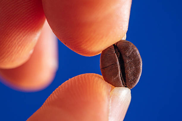 istock macrophotography of arabica coffee bean held between fingers 2213258337