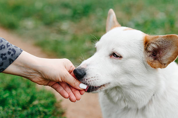 istock Corgi sits on trail in park 2213261240
