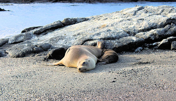 istock Sea Lions on Beach 2213263085