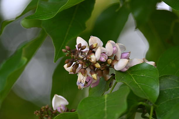 istock Millettia pinnata flowers. 2213263347