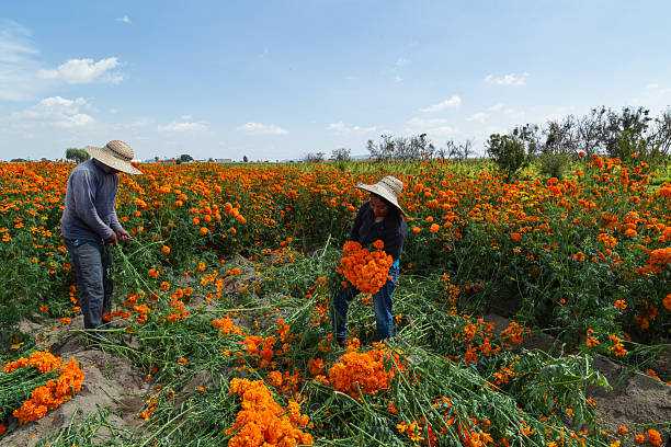 istock Farm workers harvesting orange marigolds in a field 2213264121