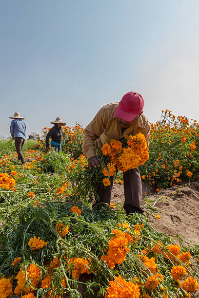 istock Farm workers harvesting cempasuchil flowers in a field 2213264172