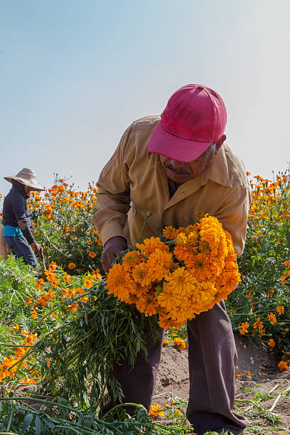 Farm workers are harvesting cempasuchil flowers, also known as the flower of the dead, in preparation for day of the dead celebrations