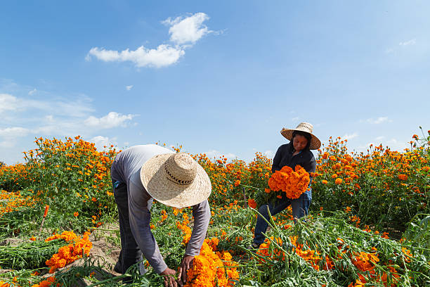 istock Farm workers harvesting cempasuchil flowers in a field 2213265944