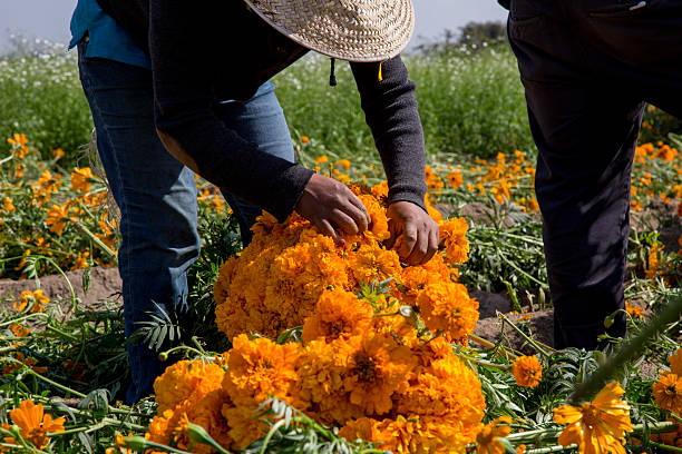 istock Farm workers harvesting cempasuchil flowers in a field 2213268128