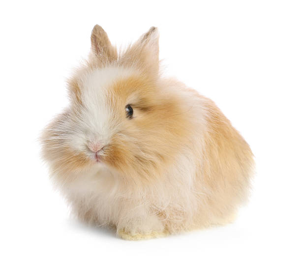 istock Cute fluffy pet rabbit isolated on white 2213273827