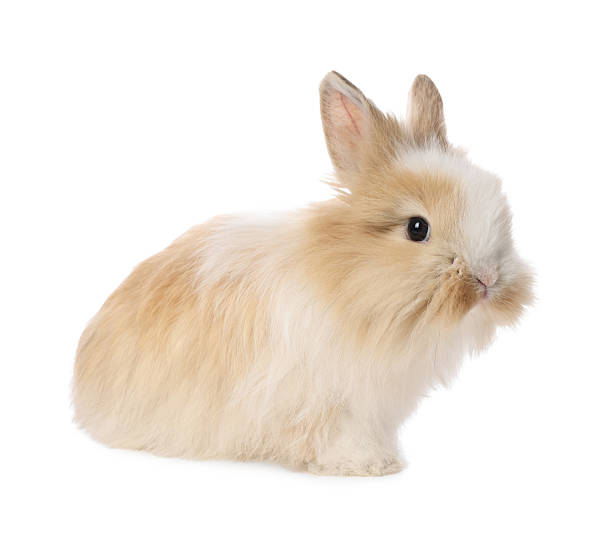 istock Cute fluffy pet rabbit isolated on white 2213273937