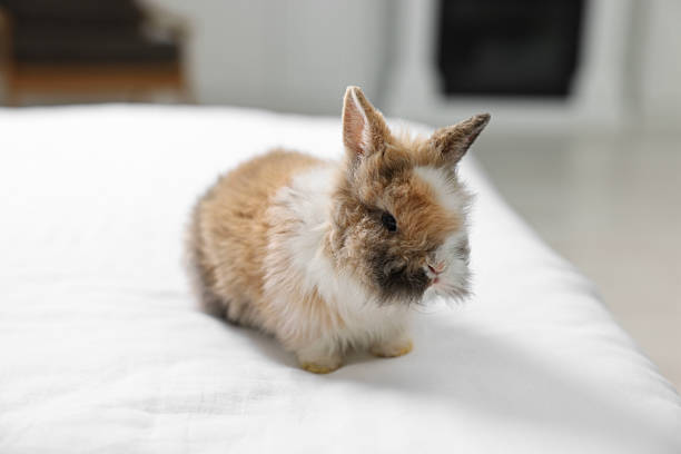 istock Cute fluffy pet rabbit on bed indoors 2213273963