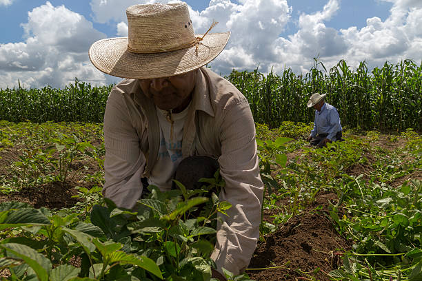 istock Mexican farmer cultivating amaranth crop in field 2213274405