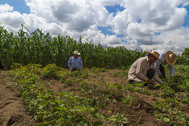 istock Mexican farmers cultivating amaranth crop under cloudy sky 2213274545
