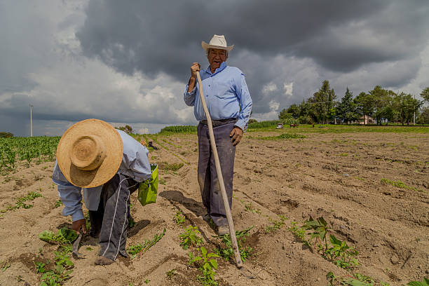 Mexican farmers cultivating amaranth crop under cloudy sky