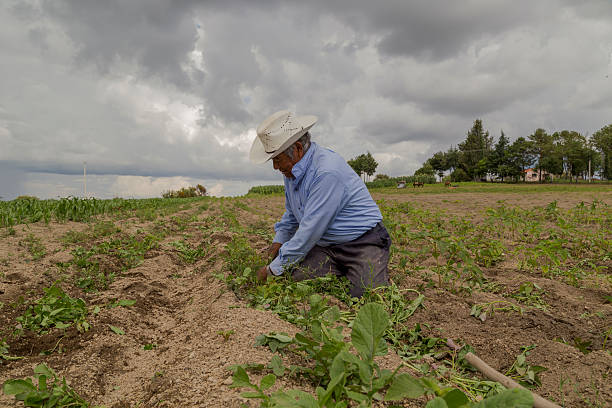 istock Mexican farmer cultivating amaranth crop under cloudy sky 2213275089
