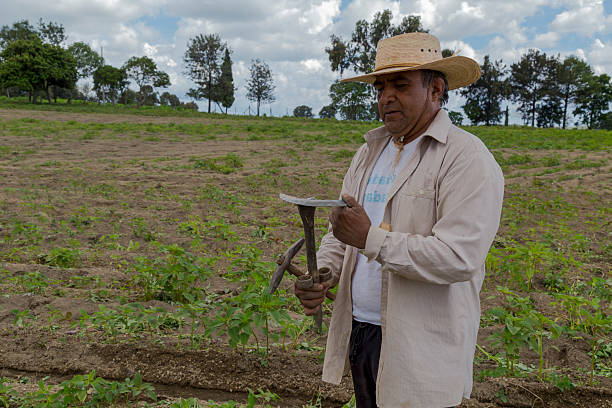 istock Mexican farmer holding tools in an amaranth field 2213275228