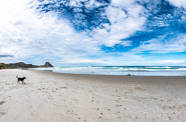 Dog on a beach in new zealand sandy blue sky ocean
