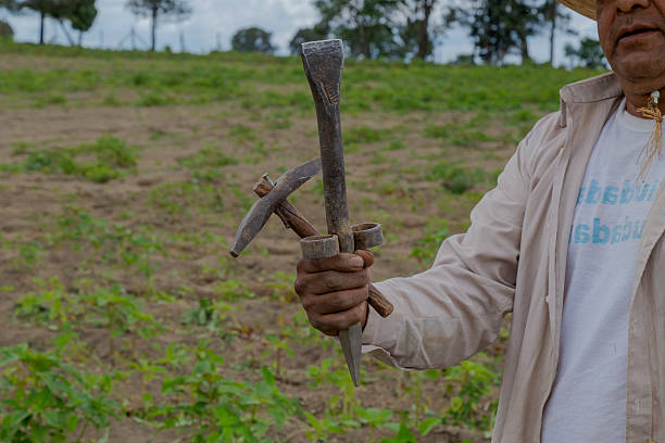 Close-up of a mexican farmer proudly displaying his traditional farming tools amidst a vibrant amaranth field, showcasing the essence of agricultural heritage