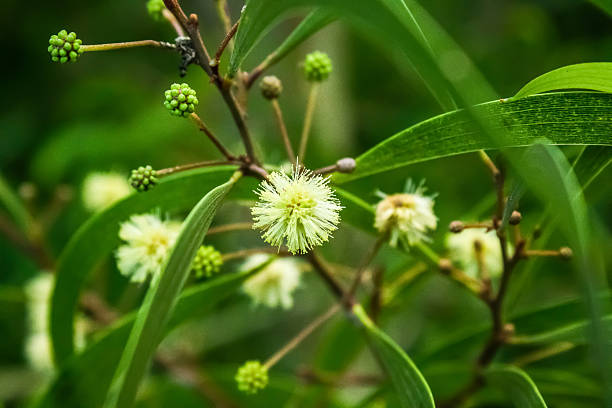 Close up shot of Koa tree flowers in Hawaii