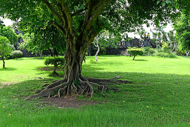 Big Banyan Tree, growth at the public park