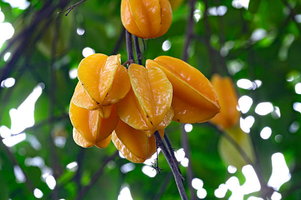 Star fruit or five-corner, binomial name Averrhoa carambola