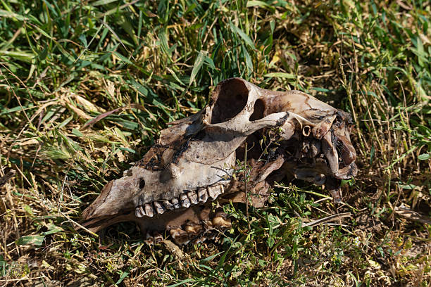 istock A sheep's skull with remnants of soft tissues, close-up 2213278596